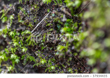 [神奈川縣]自然圖像 37934435