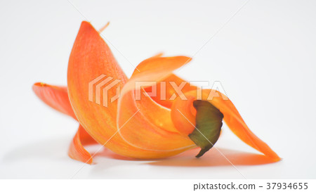 Butea monosperma  flowers on white background. 37934655