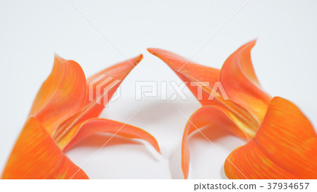Butea monosperma  flowers on white background. 37934657