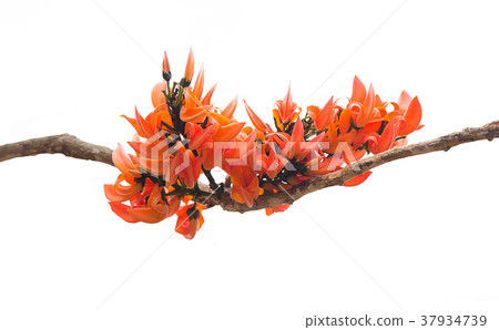 Bastard Teak flowers on white background. 37934739