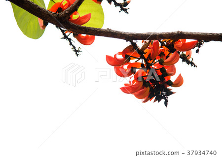 Bastard Teak flowers on white background. 37934740