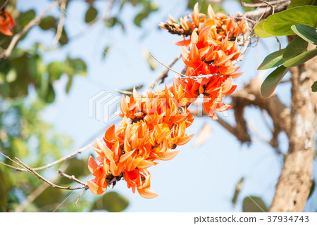 Bastard Teak flowers on nature  background. 37934743
