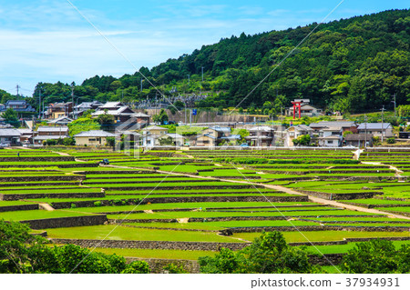 Water filling scenery of Shimizu Tanada [Senjishicho, Unzen City, Nagasaki Prefecture] 37934931