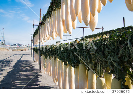 Miura coast daikon radish Miura coast daikon radish 37936075