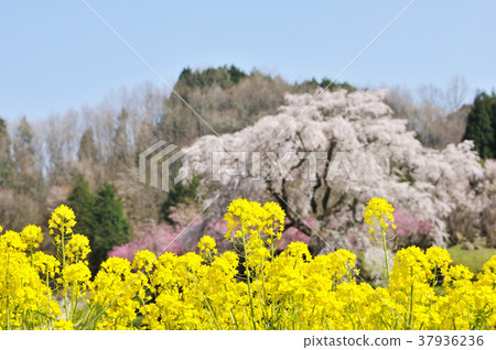 Koharu-day weather-Matabei Sakura 37936236