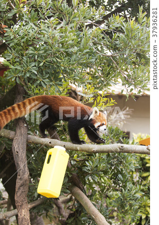 大牟田市動物園小熊貓， 37936281