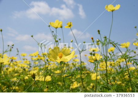黃色波斯菊 黃色波斯菊 37936553