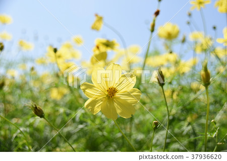 Yellow cosmos 37936620