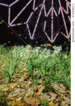Lighted up narcissus flowers 37936621