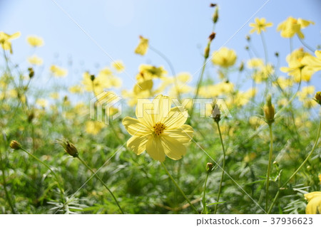 Yellow cosmos 37936623