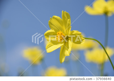 黃色波斯菊 黃色波斯菊 37936640