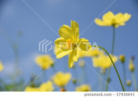 黃色波斯菊 黃色波斯菊 37936641