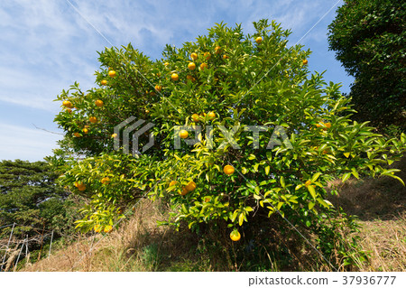 夏季橙色 37936777
