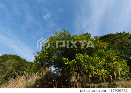 Summertime orange 37936782