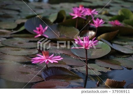 ASIA THAILAND AYUTHAYA NATURE LOTUS FLOWER ASIA THAILAND AYUTHAYA NATURE LOTUS FLOWER 37936911