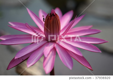ASIA THAILAND AYUTHAYA NATURE LOTUS FLOWER 37936920
