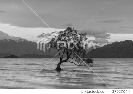 Wanaka lonely tree on the lake Wanaka lonely tree on the lake 37937044