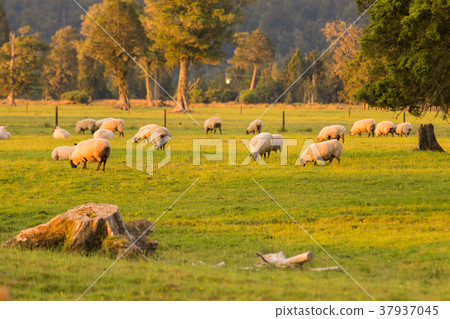 Sheep on field over green glass Sheep on field over green glass 37937045