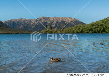 Mountain range at Lake Pearson Arthur's pass Mountain range at Lake Pearson Arthur's pass 37937049