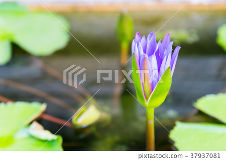 Purple early morning lotus 37937081
