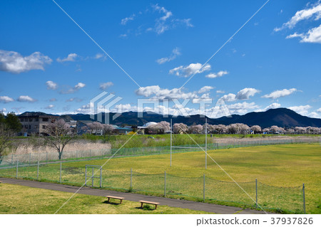 Akita Odate City Nagaki River riverbed and cherry blossom Akita Odate City Nagaki River riverbed and cherry blossom 37937826