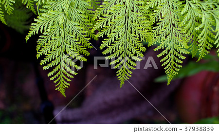 The Gian-hairfoot Fern in The Garden 37938839