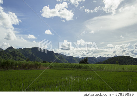 Mountainous sky, clouds and beautiful green trees. Mountainous sky, clouds and beautiful green trees. 37939089