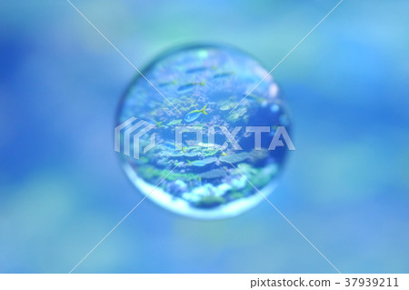 浮球鏡頭大理石水族館魚 37939211