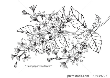 Sandpaper vine flower drawing illustration. Sandpaper vine flower drawing illustration. 37939223