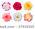 Roses flower Collection,set of Rose 37939305