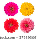 Zinnia flower Collection,set of zinnia 37939306