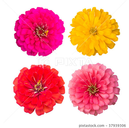 Zinnia flower Collection,set of zinnia Zinnia flower Collection,set of zinnia 37939306