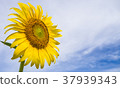 Sunflower Blooming on blue sky background. 37939343