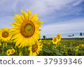 Sunflower blooming 37939346