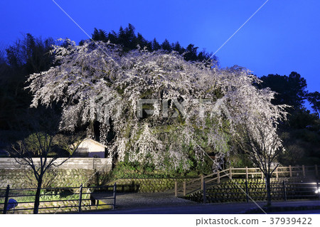 Hida Ohara哭泣的櫻花點亮 Hida Ohara哭泣的櫻花點亮 37939422