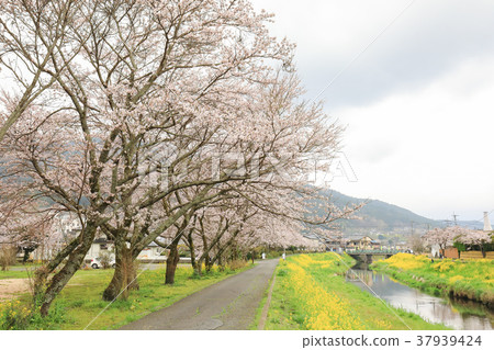 A row of cherry blossom trees along the Oita River in spring Yufuin A row of cherry blossom trees along the Oita River in spring Yufuin 37939424