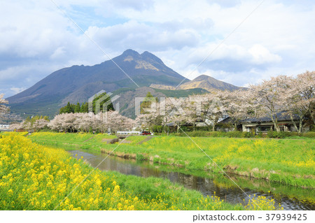 Yufuin櫻花樹和Yufudake Yufuin櫻花樹和Yufudake 37939425