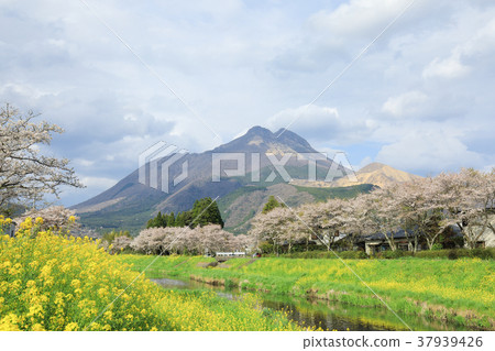 Yufuin櫻花樹和Yufudake 37939426