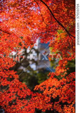 秋天的落葉,明亮的紅楓,秋天的風景,花園的秋葉,大花園的秋葉,美麗的秋葉,感覺總和的秋葉 秋天的落葉,明亮的紅楓,秋天的風景,花園的秋葉,大花園的秋葉,美麗的秋葉,感覺總和的秋葉 37939704