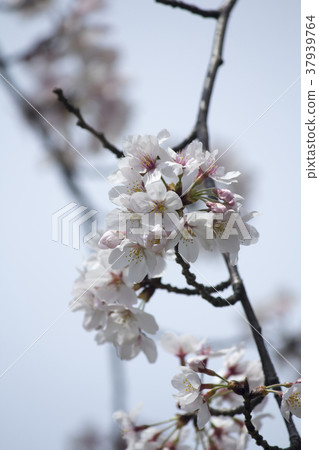 Cherry Blossoms   37939764