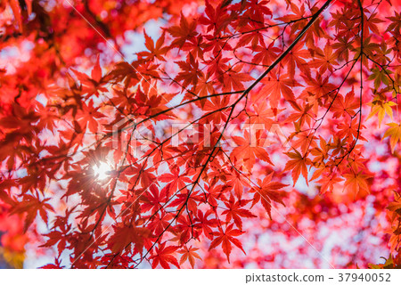 단풍의 가을, 새빨간 단풍 나무, 가을 풍경, 정원의 단풍, 명원의 단풍 아름다운... - 스톡사진 [37940052] - Pixta