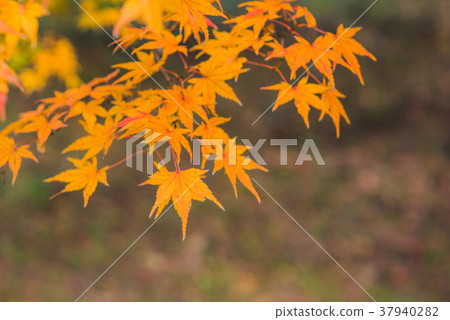 秋天的樹葉，橙色的楓樹，秋天的景色，秋天的落葉在花園裡，秋天的樹葉在大花園，美麗的秋葉，秋天的葉子，感覺總和 37940282