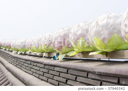 Gangwolam, Seosan, Chungnam 37940342