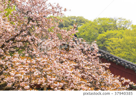 Changwon, Seosan-si, Chungnam Changwon, Seosan-si, Chungnam 37940385