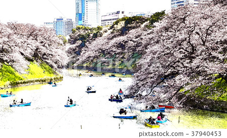 Cherry blossom season Cherry blossom season 37940453