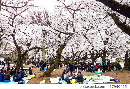 Cherry blossom season 37940455