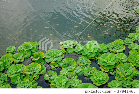 Water-fern on a pond Water-fern on a pond 37941463