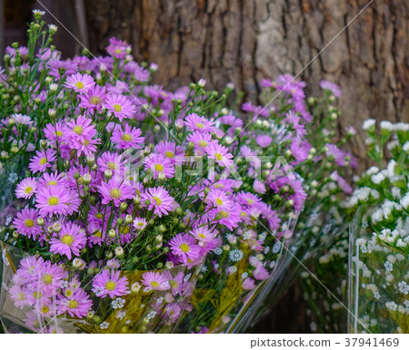 Purple daisy at market 37941469