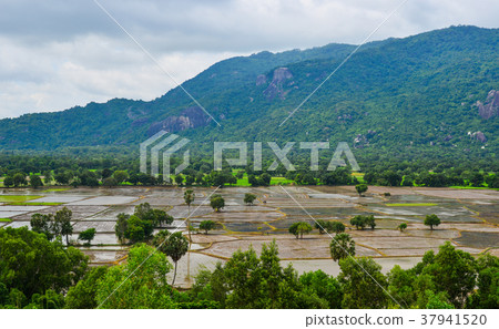 Rice field in Mekong Delta, Vietnam Rice field in Mekong Delta, Vietnam 37941520