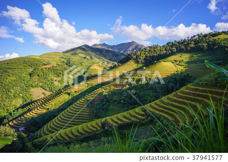 Terraced rice field in Northern, Vietnam 37941577